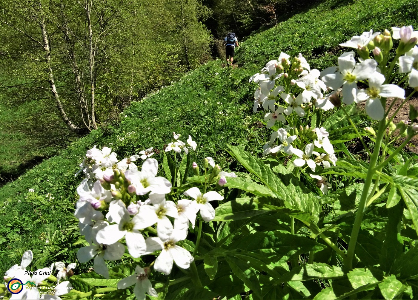 92 Bei fiori bianchi di Dentaria minore ( Cardamine bulbifera).JPG